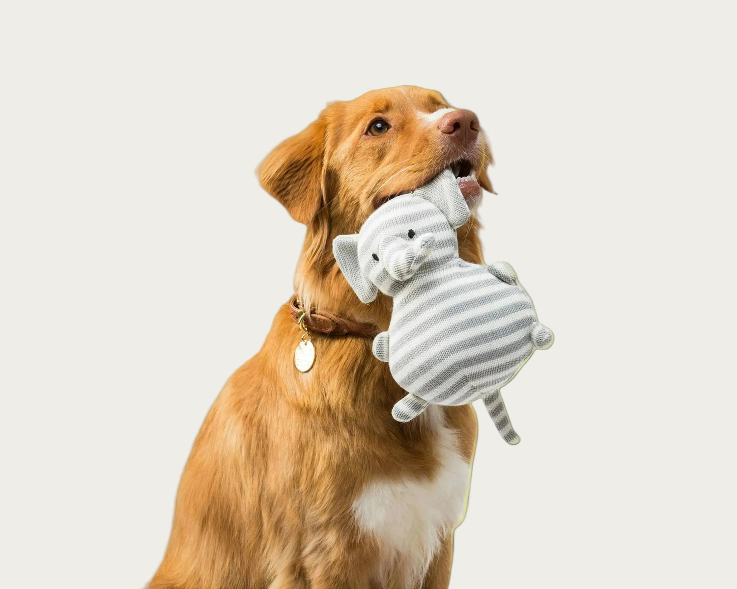 Dog holding a stuffed toy in its mouth on a white background